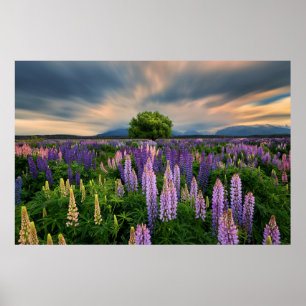 Flowers   Lupine Field in New Zealand Poster