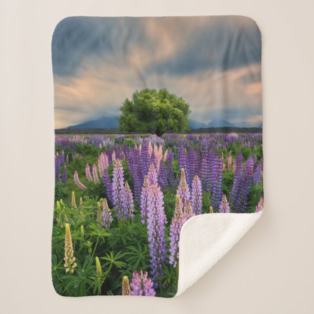 Flowers | Lupine Field in New Zealand Sherpa Blanket (Front)