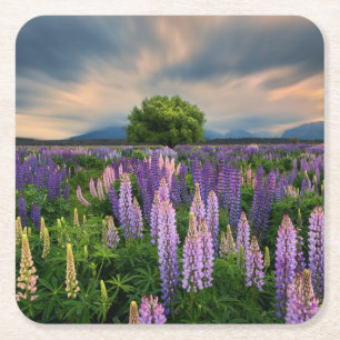 Flowers   Lupine Field in New Zealand Square Paper Coaster