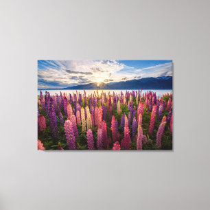 Flowers Lupines New Zealand Canvas Print
