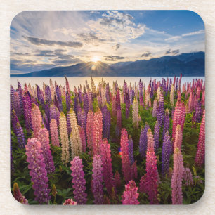 Flowers Lupines New Zealand Coaster