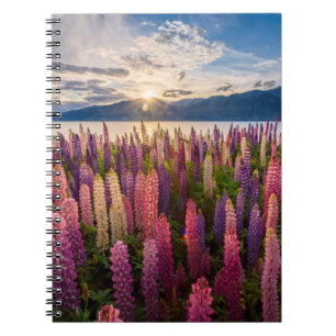 Flowers   Lupines New Zealand Notebook