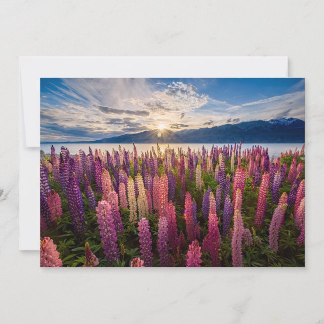 Flowers | Lupines New Zealand Thank You Card (Front)