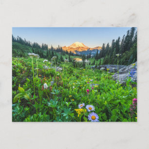 Flowers   Mount Rainier National Park Postcard