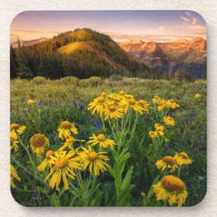 Flowers Mountain Meadow Crested Butte Colorado Coaster