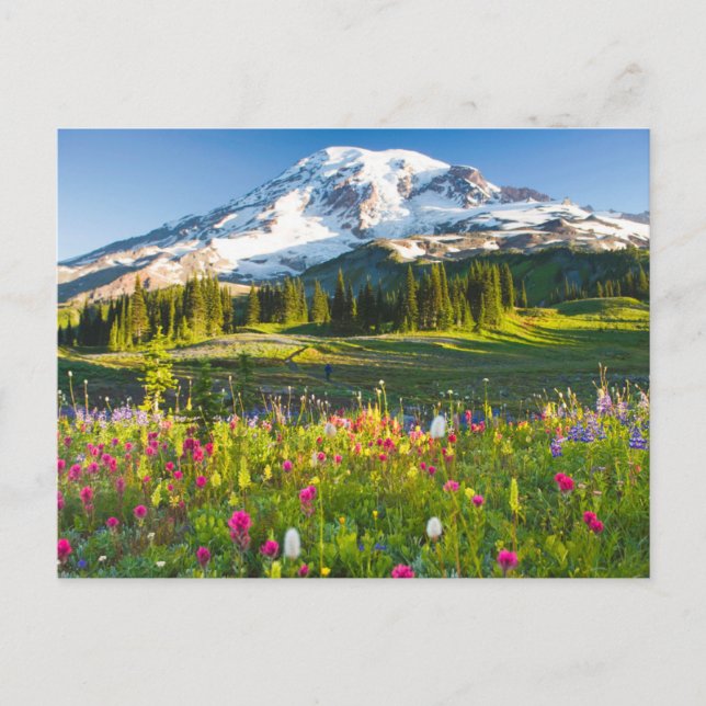 Flowers | Mt. Rainier Wildflowers Postcard (Front)