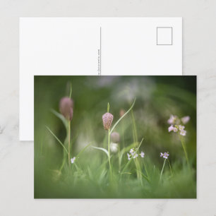 Flowers Nature Photo Postcard