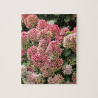 Flowers of a French hydrangea (Hydrangea macrophyl