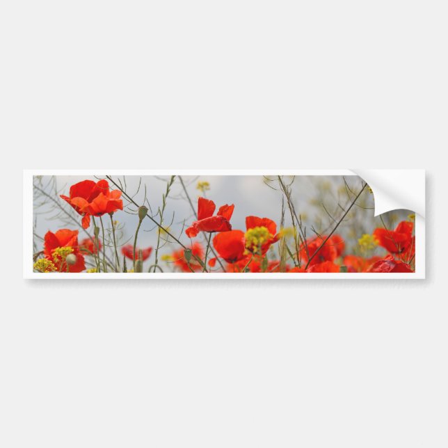 Flowers of common poppy in a field. bumper sticker (Front)