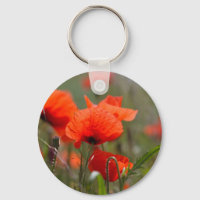 Flowers of common poppy in a field.