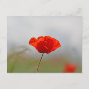 Flowers of common poppy in a field. postcard