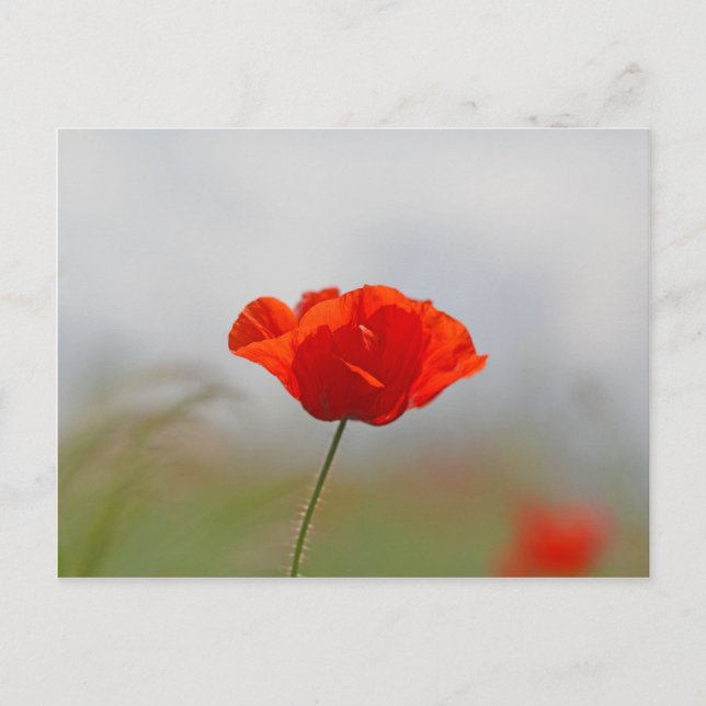 Flowers of common poppy in a field. postcard (Front)