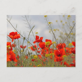 Flowers of common poppy in a field. postcard