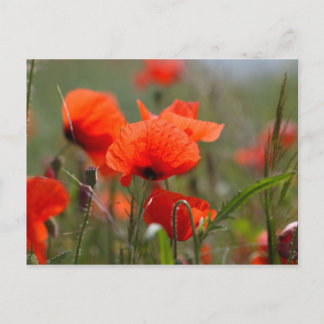 Flowers of common poppy in a field. postcard