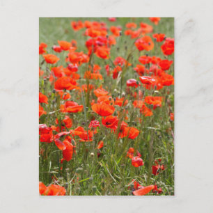 Flowers of common poppy in a field. postcard