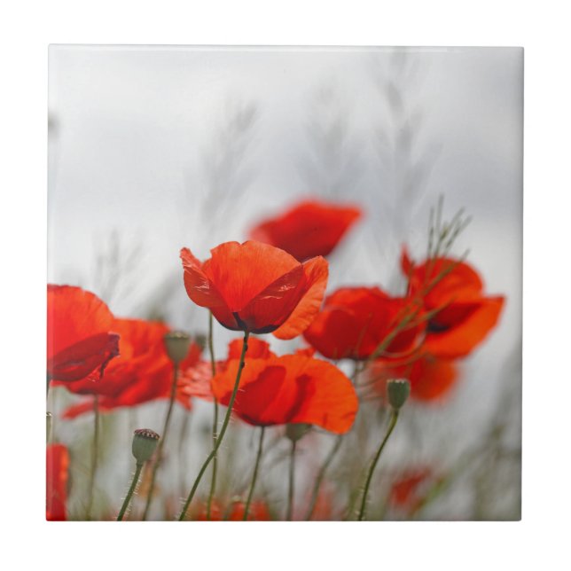Flowers of common poppy in a field. tile (Front)
