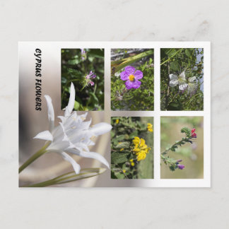 Flowers of Cyprus Postcard