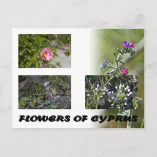 flowers of cyprus postcard