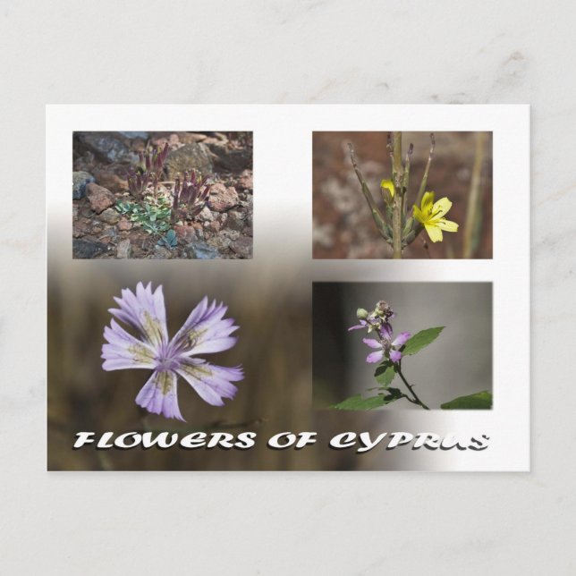flowers of cyprus postcard (Front)