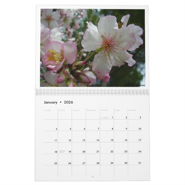 Flowers of Israel Calendar (Jan 2026)
