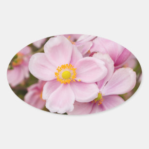 Flowers of Japanese anemone Oval Sticker