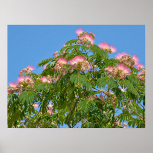Flowers of Persian silk tree  Poster