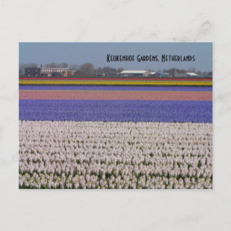 Flowers of the Netherlands Postcard