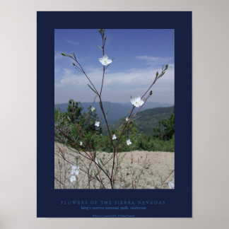 FLowers of the Sierra Nevadas Poster