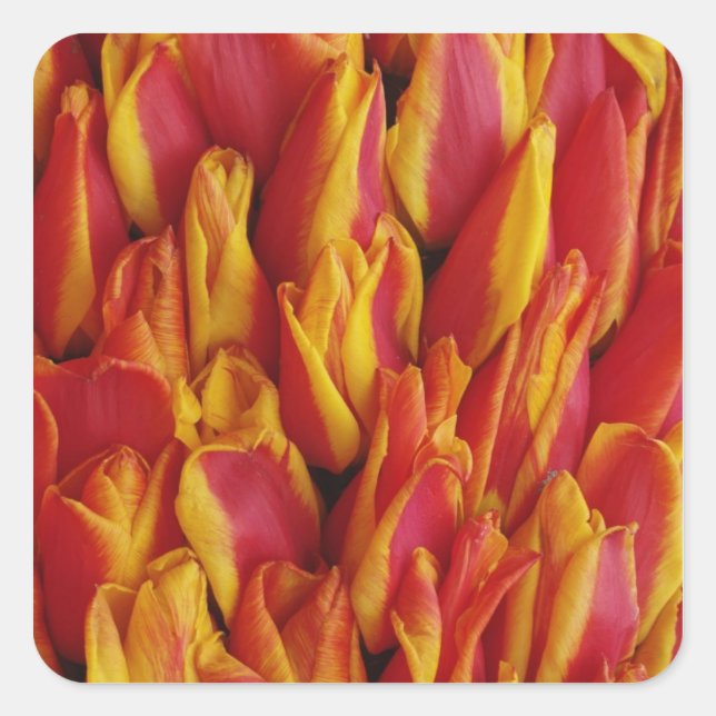 Flowers on float celebrating Queen's Day, a Square Sticker (Front)