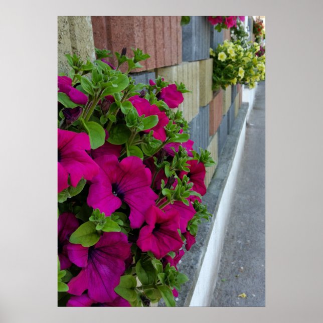 flowers on sidewalk poster (Front)