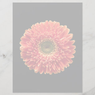 Flowers Orange Gerbera Daisy