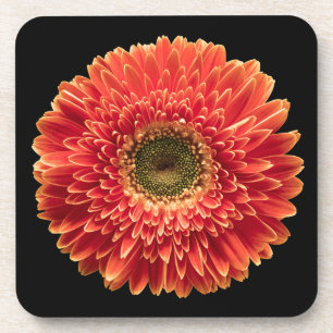 Flowers Orange Gerbera Daisy Coaster