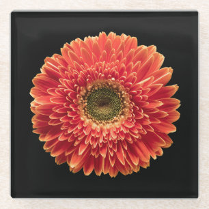 Flowers Orange Gerbera Daisy Glass Coaster