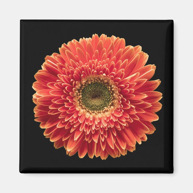 Flowers | Orange Gerbera Daisy Magnet (Front)