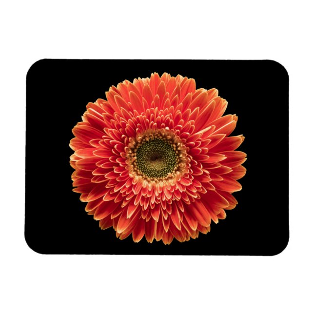 Flowers | Orange Gerbera Daisy Magnet (Horizontal)