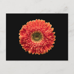 Flowers   Orange Gerbera Daisy Postcard