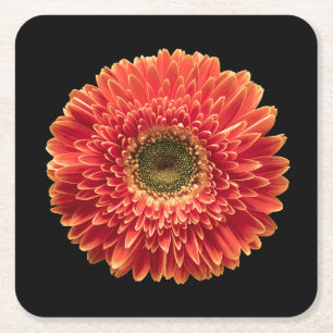 Flowers Orange Gerbera Daisy Square Paper Coaster