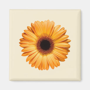 Flowers Orange Gerbera Magnet