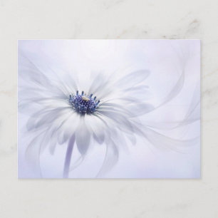 Flowers   Pale Purple Flower Postcard