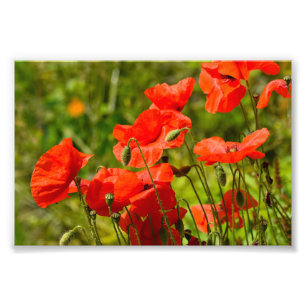 Flowers Photo Print