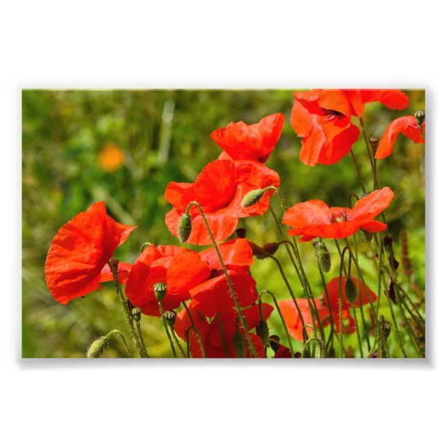 Flowers Photo Print (Front)