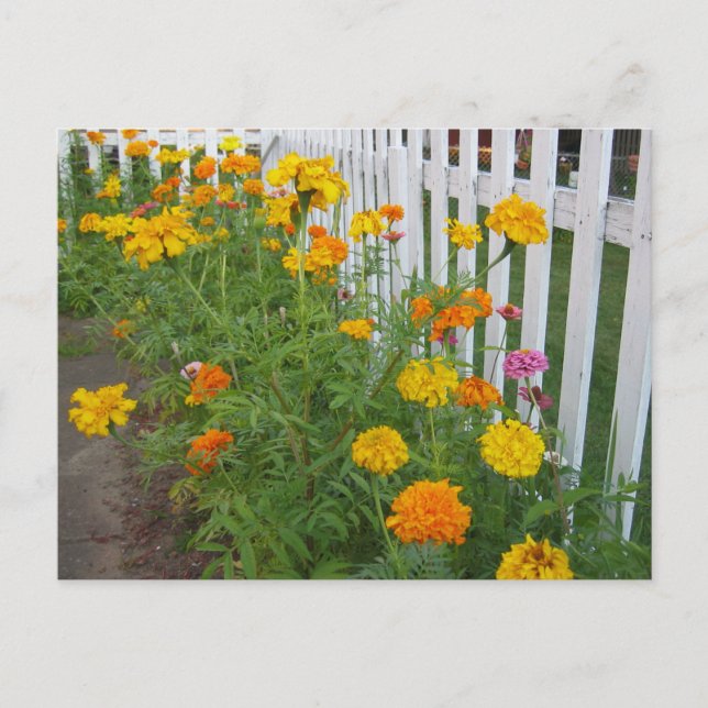 Flowers & Picket Fence Postcard (Front)