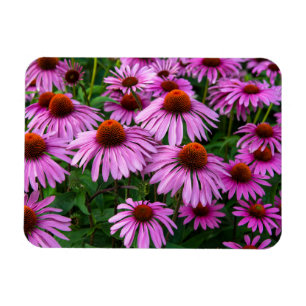 Flowers Pink Coneflower Garden Magnet