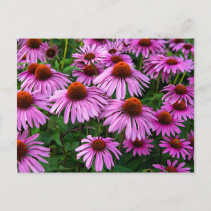 Flowers Pink Coneflower Garden Postcard