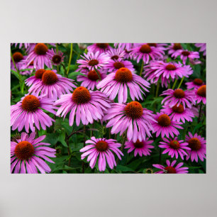 Flowers   Pink Coneflower Garden Poster