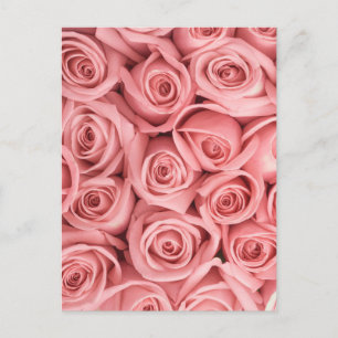 Flowers   Pink Roses Postcard
