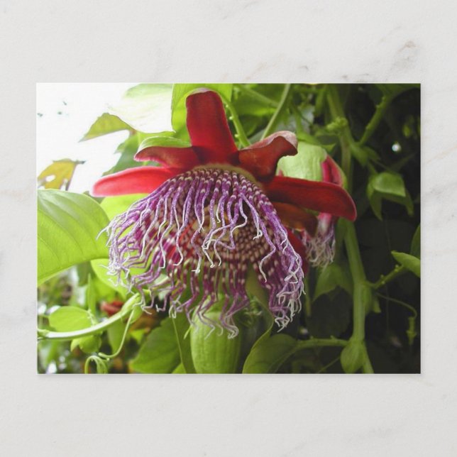 flowers plants on tree postcard (Front)