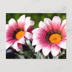 Flowers postcard