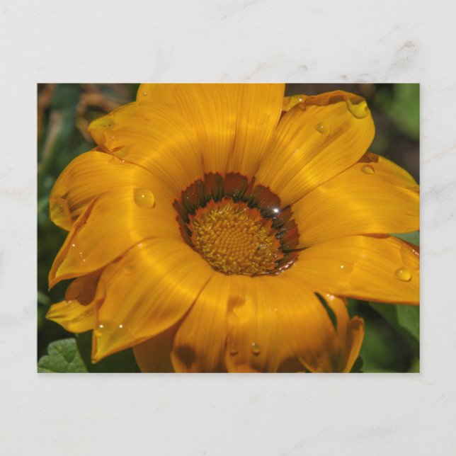 Flowers Postcard (Front)