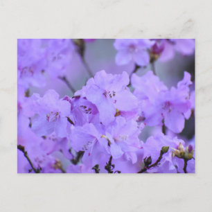 Flowers Postcard